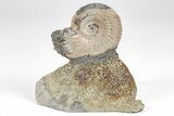 Iridescent, Pyritized Ammonite (Quenstedticeras) Fossil Display #209445-1